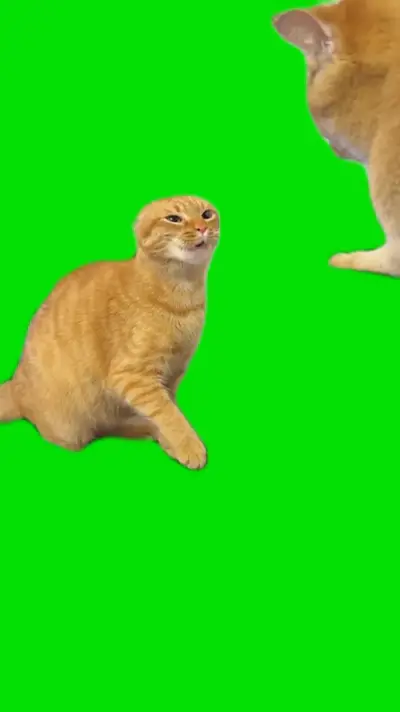 2 Angry Cats green screen meme