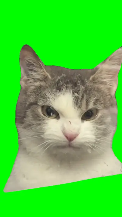 Angry Cat Staring green screen meme