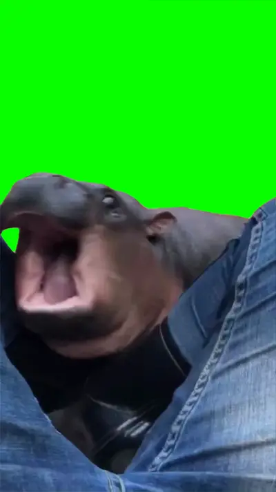 Baby Hippo Attack green screen meme