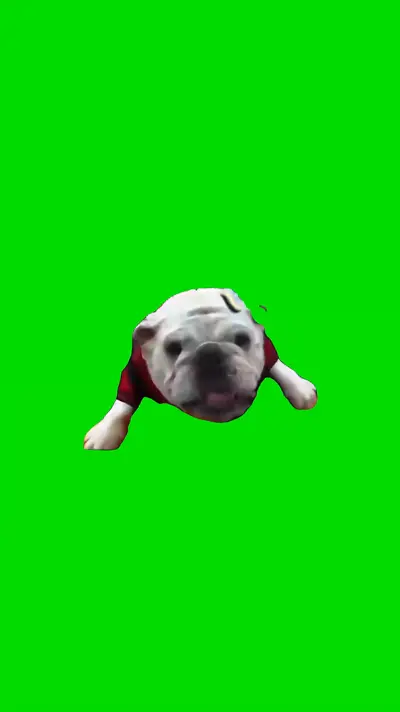 Big Dog Eat green screen meme
