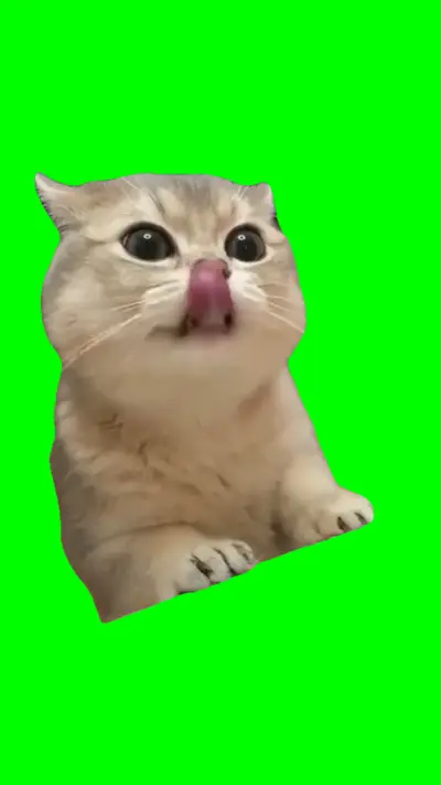 Cat Chewing green screen meme