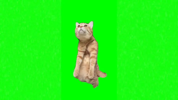 Cat Dance green screen meme