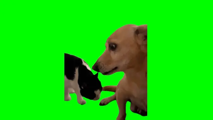 Cat Dog green screen meme