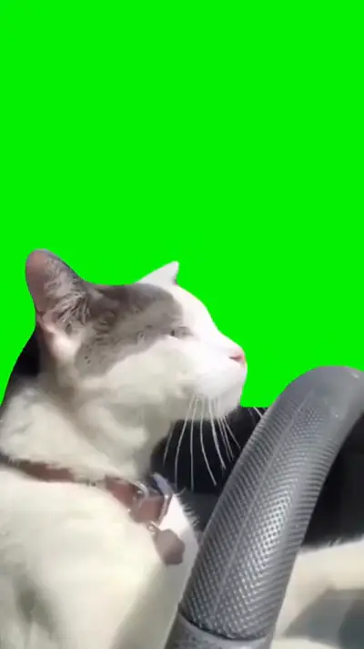 Cat Driving Car green screen meme