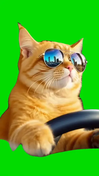 Cat Driving green screen meme