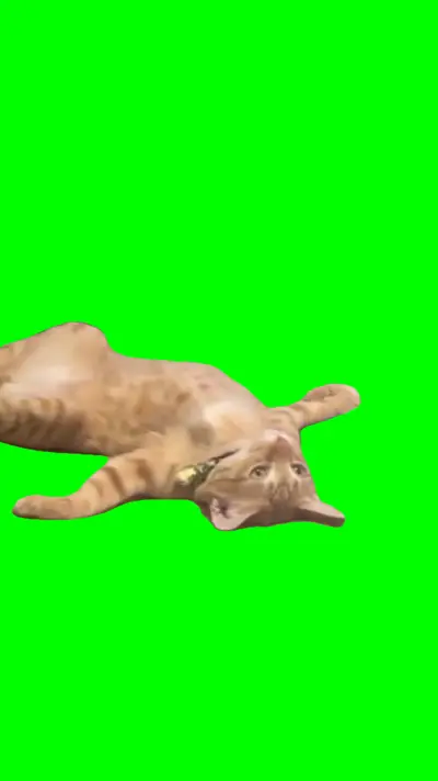 Cat Laying Down green screen meme