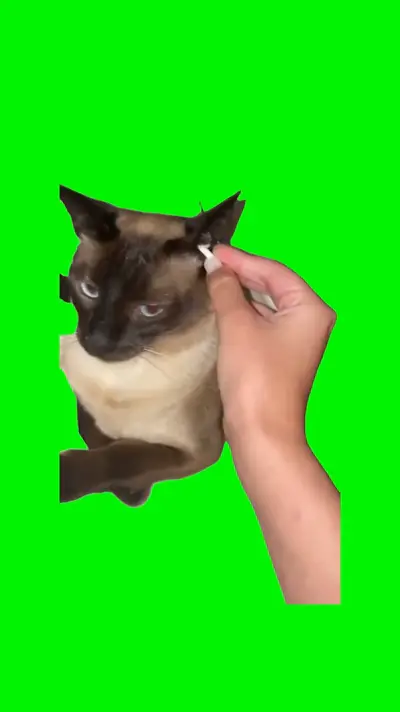 Cat Pulls Out Earbud green screen meme