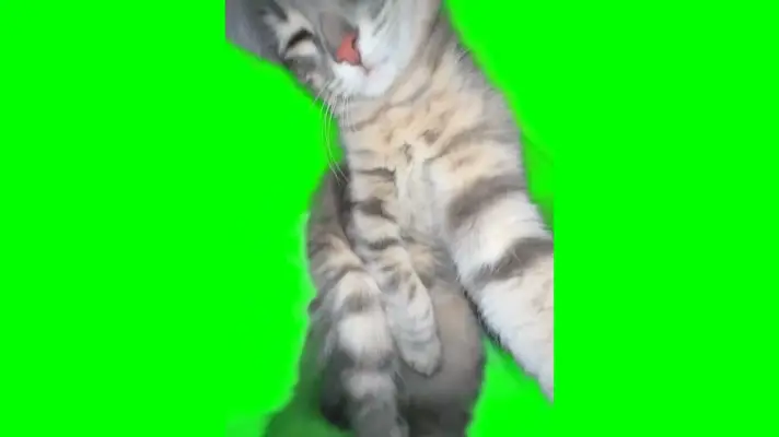 Cat Rizz green screen meme