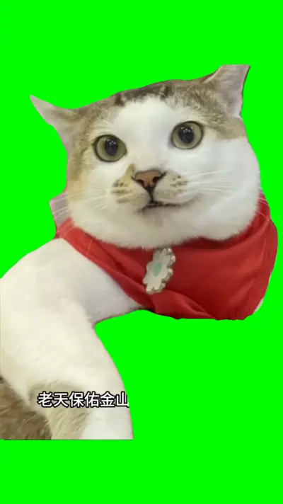 Cat Singing green screen meme