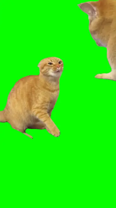 Cats Fighting green screen meme