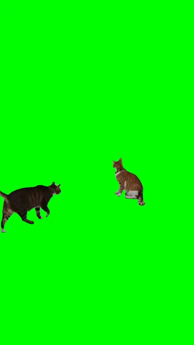 Cats Playing Wrestling green screen meme