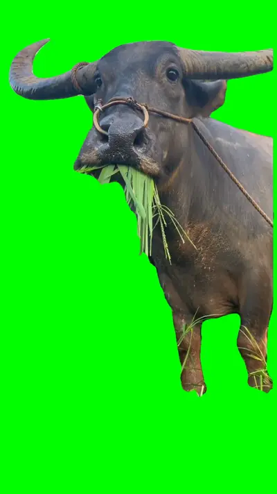 Cow Eating Then Pausing green screen meme