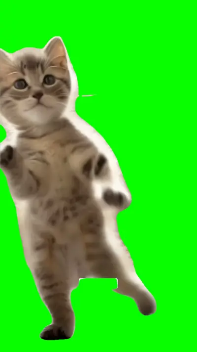Dancing Kitten green screen meme