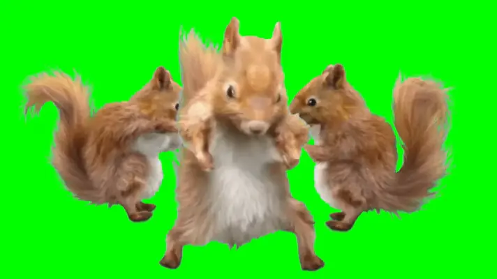 Dancing Squirrel green screen meme