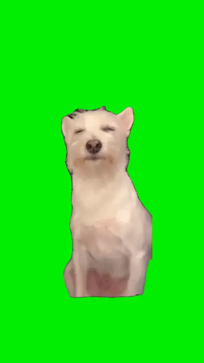 Dog Enjoying Back Scratches green screen meme