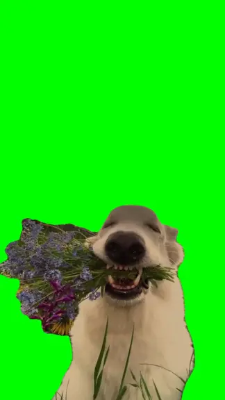 Dog Holding Flowers green screen meme