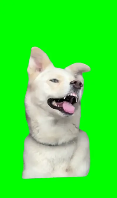 Dog Licking Window green screen meme