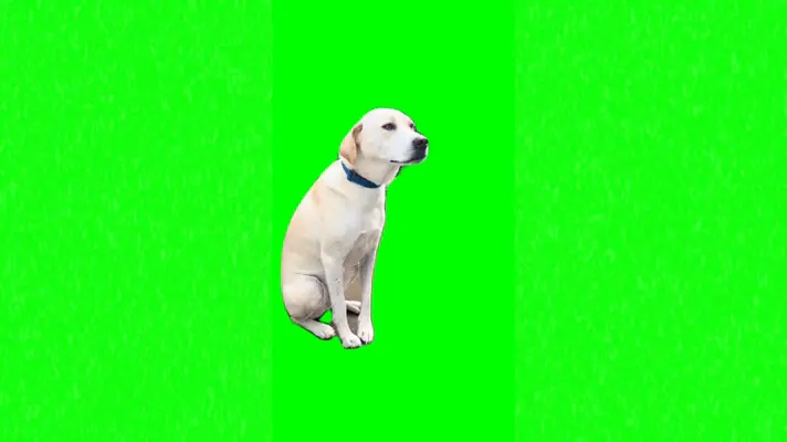 Dog Smiling green screen meme