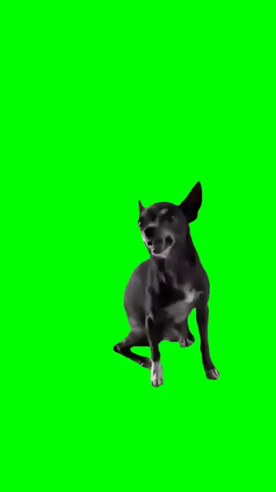 Dog Sneezing green screen meme