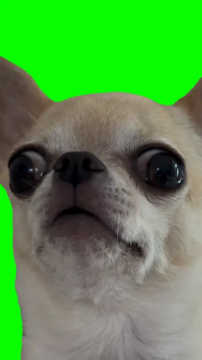 Dog Staring green screen meme