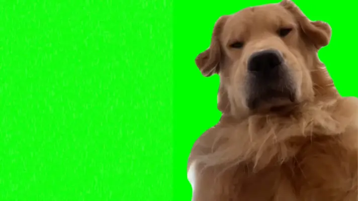 Dog Staring Sighs green screen meme