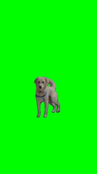 Dog Walking On Back Feet green screen meme