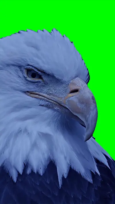 Eagle Looking green screen meme