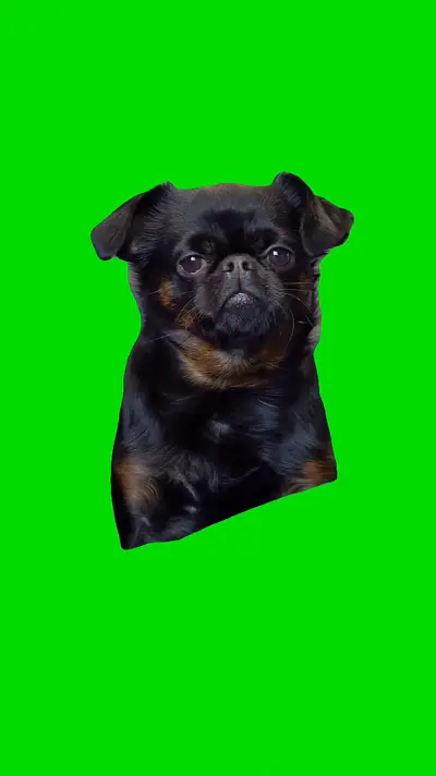 Focused Dog green screen meme