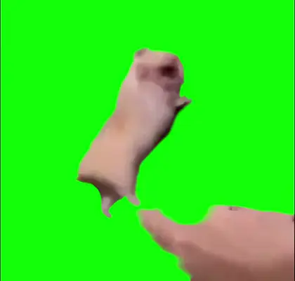 Hamster Scared Touching green screen meme