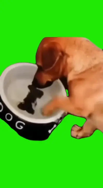Justice For Dog green screen meme