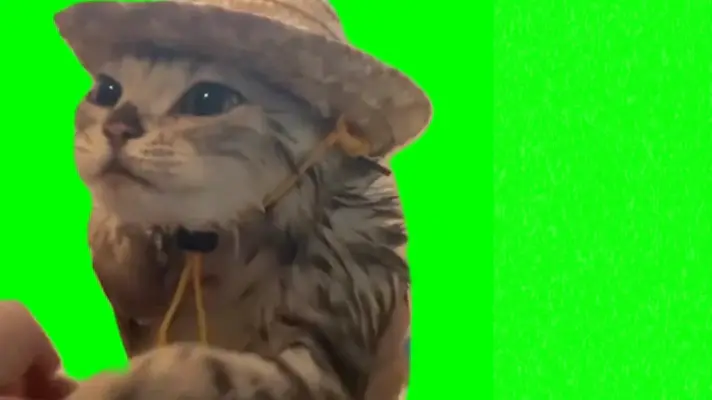 Kitten In Hat Taking Bath green screen meme