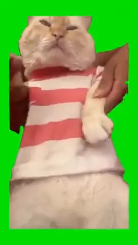 Kitty Cat Shake It To Max green screen meme