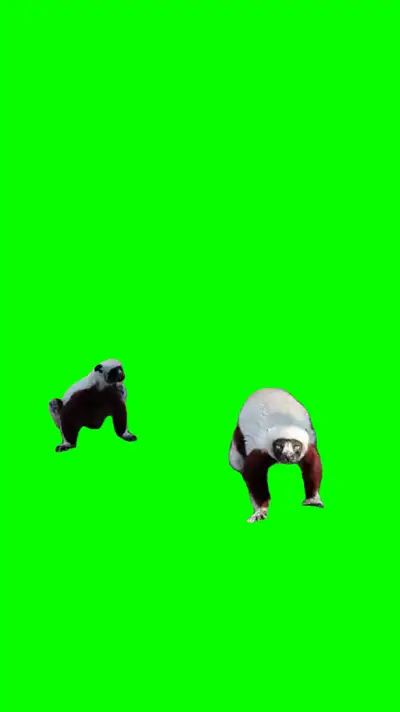 Lemurs Dancing green screen meme