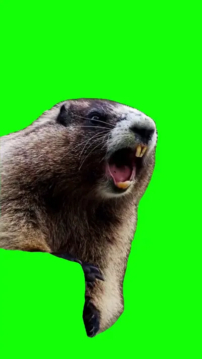 Marmot Screaming Natalia green screen meme
