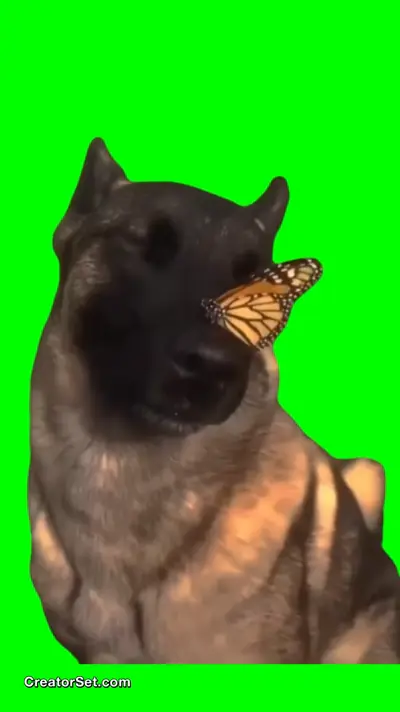 No Enemies Butterfly Dog green screen meme