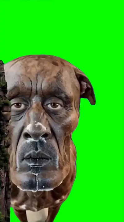 Rizz Dog green screen meme