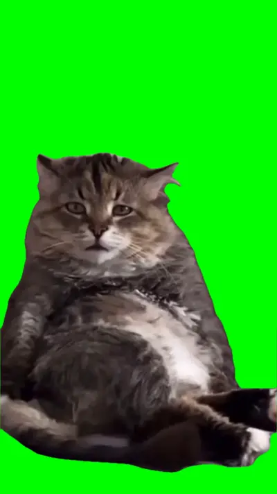 Sad Cat green screen meme