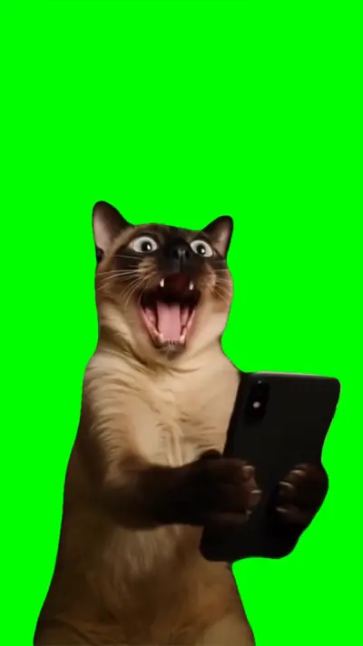 Shocked Cat Looking At Phone green screen meme