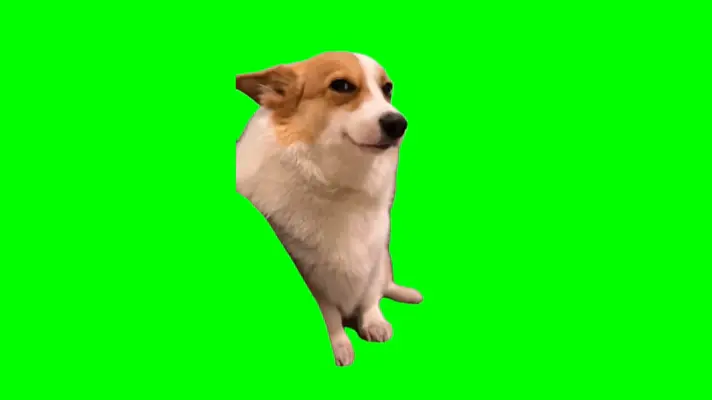 Smiling Corgi Dog green screen meme