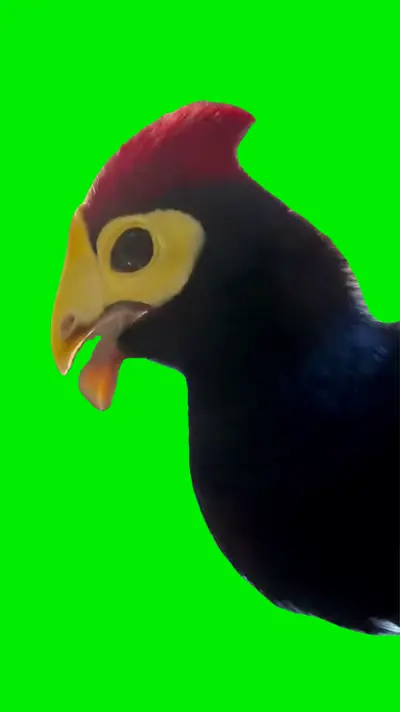 Talking Bird green screen meme